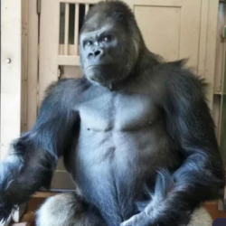 Ungabungagorilla