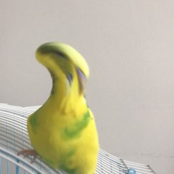 neonlimon02