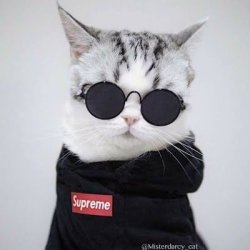Secoani