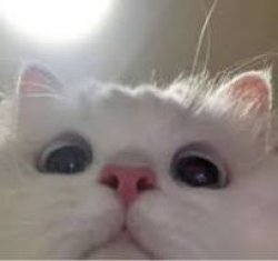 Yahyalemansq