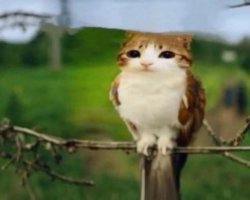 spinozapy