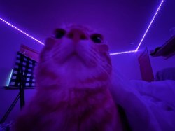 ghostbabalarsjkn