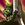 kuesun