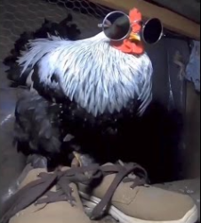 FurretTR