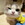 muratstar20