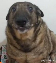 merhabalarwfendim