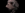 anoxeser