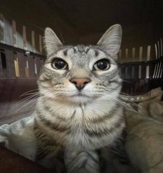 Gamingkedi