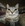 Gamingkedi