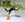 Pengut