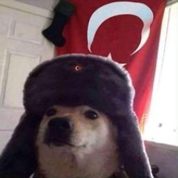 Kynubi