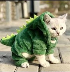 Dinosaurcat