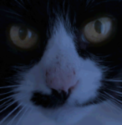 penXz