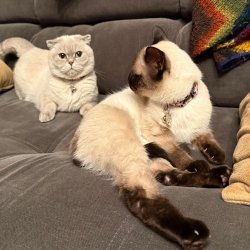 ItsJustACat