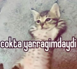 TheYigit4