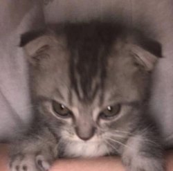 ufkun