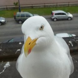 Martii