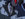 kyrlynx