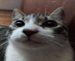 ywtski