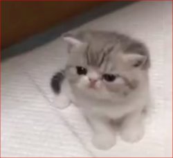 LWNhympex