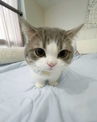 Yigido1243