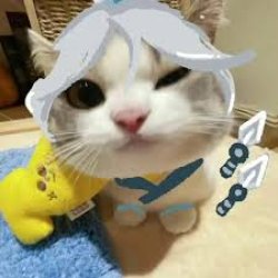 tgmeo