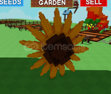 0.5 ŞANSLA ÇIKAN SUNFLOWER GROV A GARDEN 