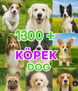 1300+ köpek videoları paket 1