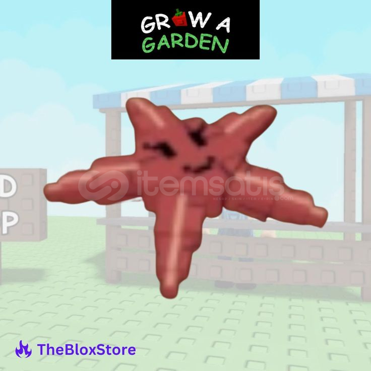 1x Starfish Hızlı Teslim 1x Starfish Hızlı Teslim