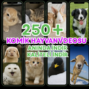 250+ Komik Kedi videoları