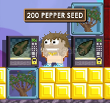 2500 adet pepper seedi (HIZLI TESLIMAT)