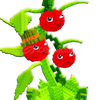 ⭐(20 ADET!) TOMATRiO⭐PLANT VS BRAiNROT PLANT