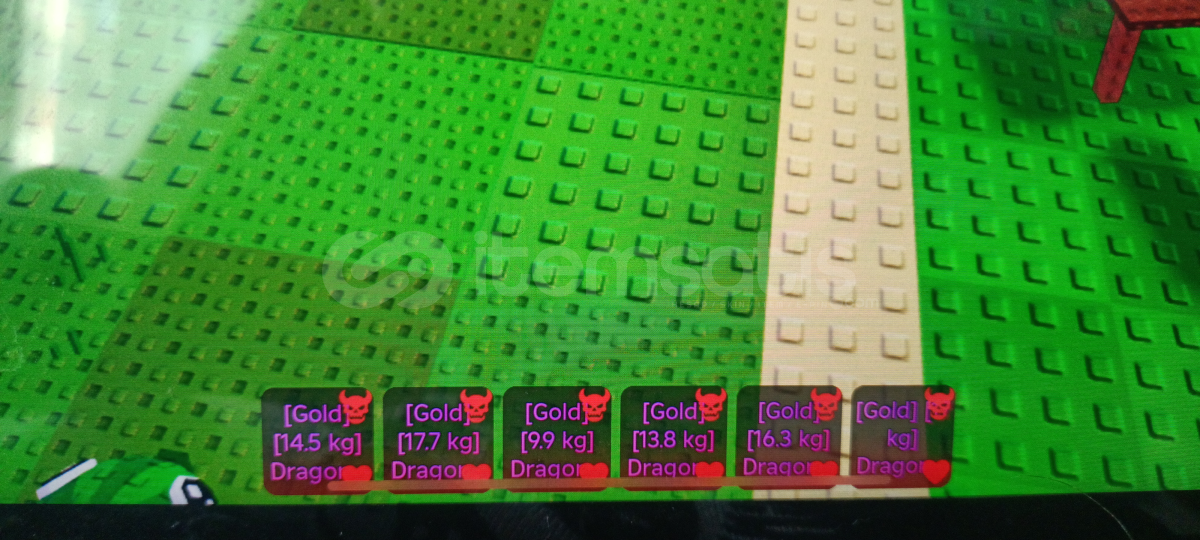 6 gold dragon cannelloni 6 gold dragon cannelloni