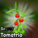 5x Secret Tomatrio Plant - Plants Vs Brainrots