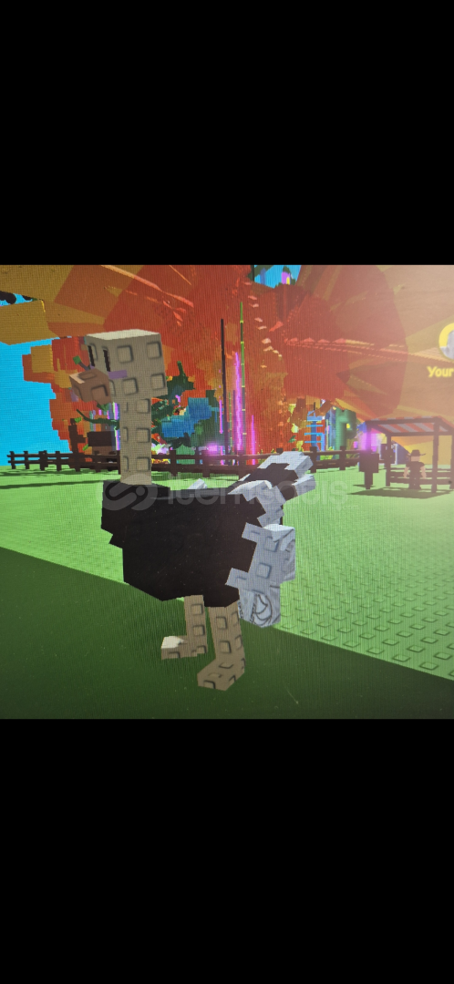 6x ostrich 6x ostrich