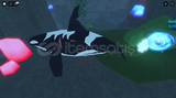 9 ORCA + 1 PRİSMİZE ORCA