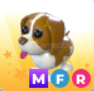 adopt me-brown springer spnaiel