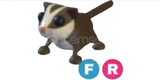 ⭐{Adopt me} F R Sugar Glider (Hızlı Teslimat) ⭐