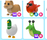 adopt me-karısık 4adet pet paketııı