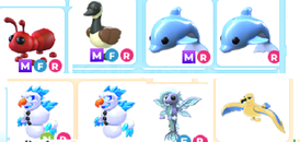 adopt me-mega nfr normal karısık pet