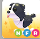 adopt me- nfr border collie