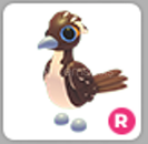 Adopt Me R Roadrunner