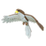 ADOPT ME RİDE HAWK