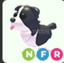 adoptme-nfr border colle