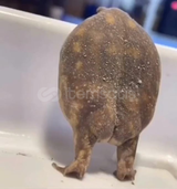 Allah rızası için peçete