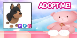 AUSİE EGGDEN ÇIKAN MFR AUSTRALİAN KELPİE 