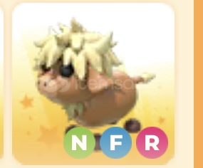 Aussie Kelpie Avustralya Kelpesi Ultra Rare NFR Aussie Kelpie Avustralya Kelpesi Ultra Rare NFR