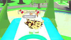 ✅CHOCOLATE CHİP BAT DRAGON Adopt Me✅