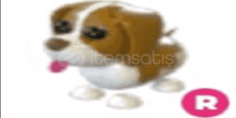 R Brown Springer Spaniel + no pot snowball pet