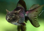 DEEPWOKENDA ISTEDIGINIZ HER SEY SATILIR